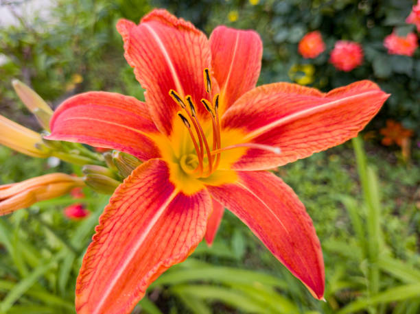 istock Blooming Hemerocallis fulva in the garden 1406641349