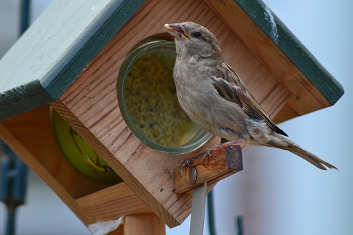 The sparrow enjoyed his meal in a birds house