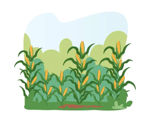 Vector illustration of Corn Field Landscape. Farm Land with Ripe Plants Ready for Harvesting. Autumnal Harvest, Crop at Countriside or Village