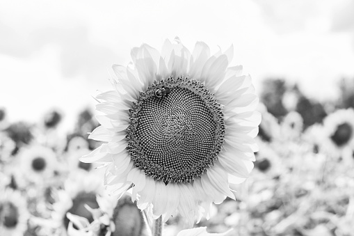 Sunflower in monochrome