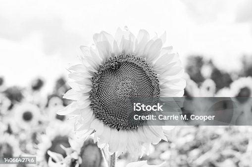 istock Sunflower in monochrome 1406642746
