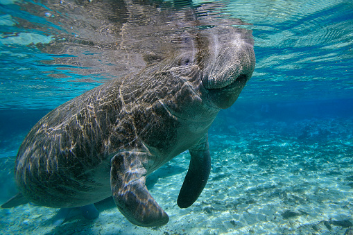 Manatees underwater , swimming close to the surface in the hot springs sanctuary from Crystal River