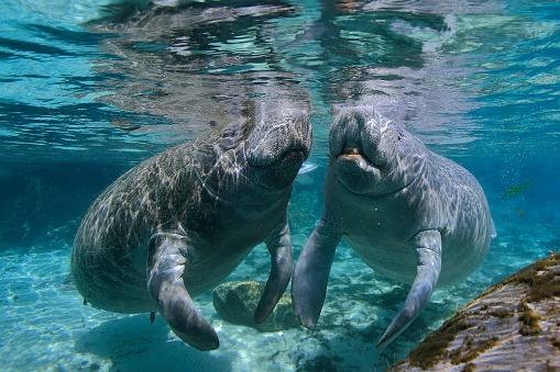 Manatees underwater , swimming close to the surface in the hot springs sanctuary from Crystal River