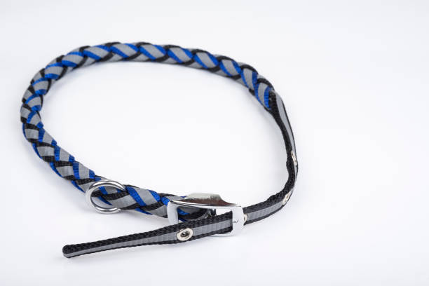 istock New dog collar on a white background 1406643627