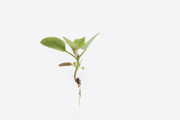 istock Young plant with roots on a white beckground 1406643900
