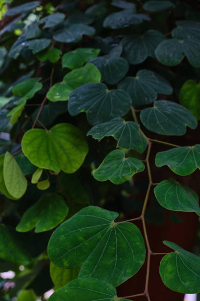 istock Apta tree leaves (Bauhinia racemosa). Apta tree leaves distribute on the Dussehra occasion in India. 1406645355