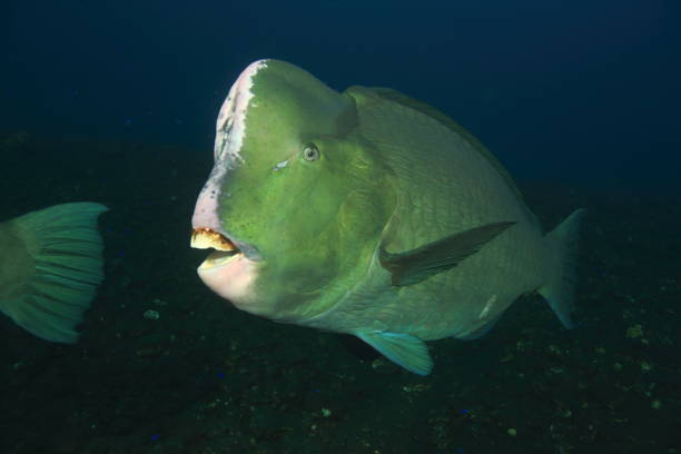 istock Bumpheaded Parrotfish - Bolbometopon muricatum 1406646235