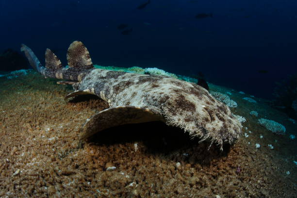 istock Carpet shark - Wobbegong  - Orectolobidae 1406646481