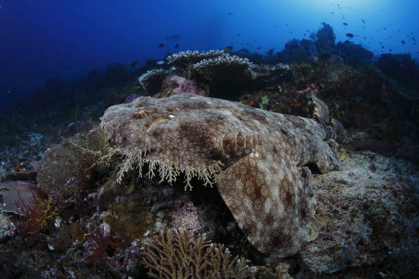 100+ Fotos, Bilder und lizenzfreie Bilder zu Fransenteppichhai Fotos