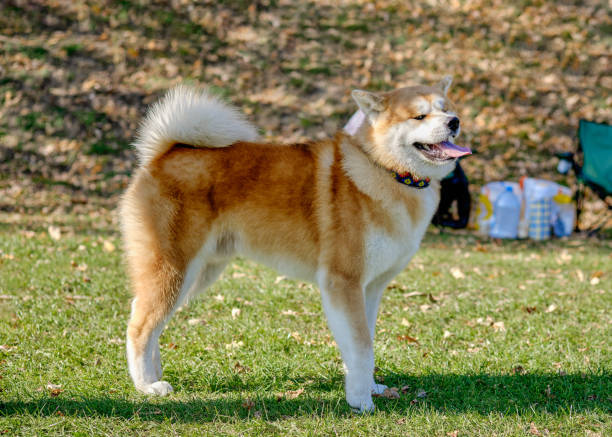 istock Charming purebred dog Akita stands sideways on the grass 1406646776