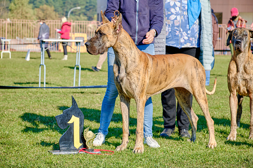 The Great Dane at the dog show took the first revenge. The winner of the championship.