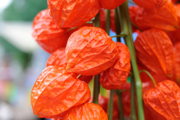 オレンジ色の中国のランタン植物または日本のランタン植物(ホズキ、殻トマト、挽いたチェリー、フィサリスアルケケンギ) - winter cherry ストックフォトと画像
