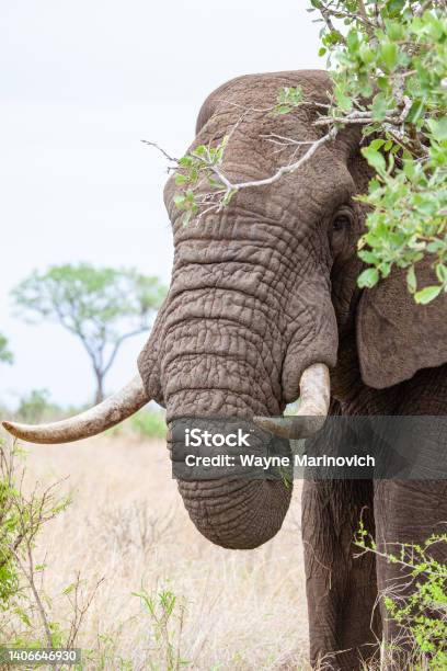 African Elephant Bull With Big Tusks Eating Alongside The Road In The Kruger Park South Africa Stock Photo - Download Image Now
