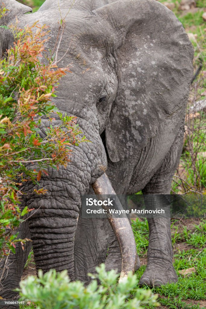 Male Elephant with big tusks walks through the Grasslands of the Kruger Park, South Africa African Elephant Stock Photo