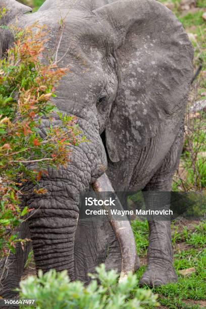 Male Elephant With Big Tusks Walks Through The Grasslands Of The Kruger Park South Africa Stock Photo - Download Image Now