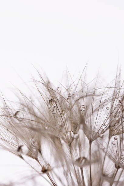 semi di tarassaco con gocce d'acqua in primo piano. - dandelion water flower abstract foto e immagini stock