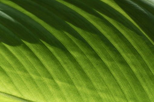 Background, plant leaf close-up. Selective focus. Nature's pattern.