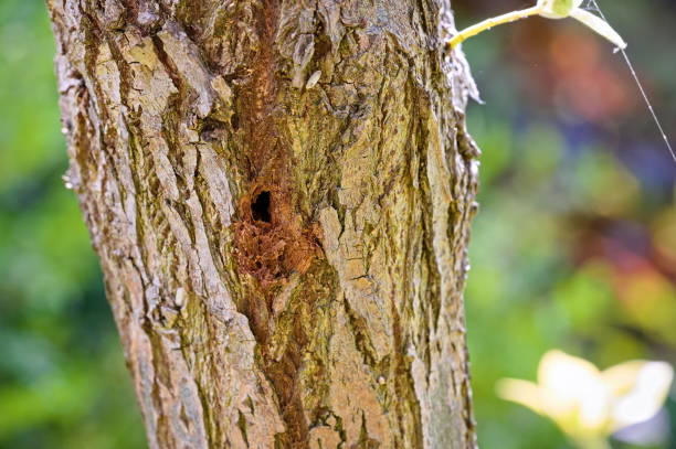 istock A hole in the bark of the tree made by pests 1406649001