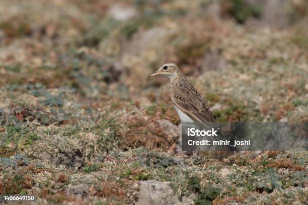 A Paddyfield Pipit Or Oriental Pipit Spotted On The Banks Of The Jawai Dam Near Bera Stock Photo - Download Image Now