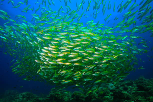 istock Yellow Snappers - Lutjanus Kasmira 1406649173
