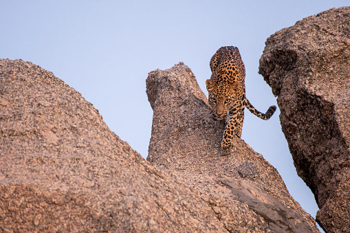 A leopard seen on top of a granite hills of Jawai near Bera in Rajasthan, India