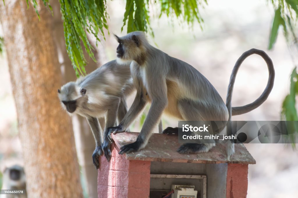 Gray langur, also called Hanuman langur and Hanuman monkey observed in Bera Gray langur, also called Hanuman langur and Hanuman monkey observed in Bera in Rajasthan, India Animal Stock Photo