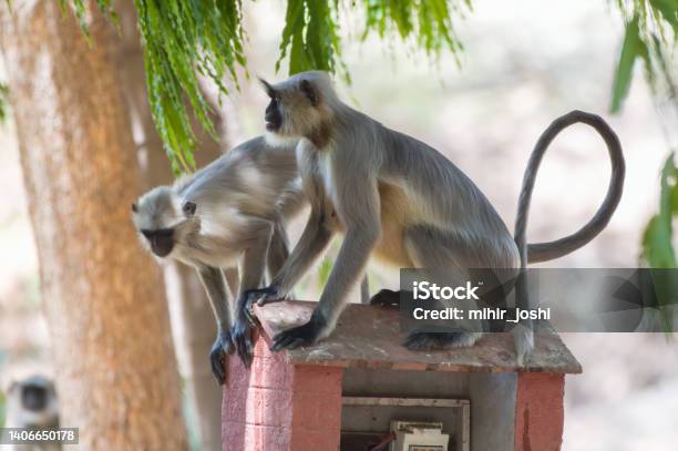 Gray Langur Also Called Hanuman Langur And Hanuman Monkey Observed In Bera Stock Photo - Download Image Now