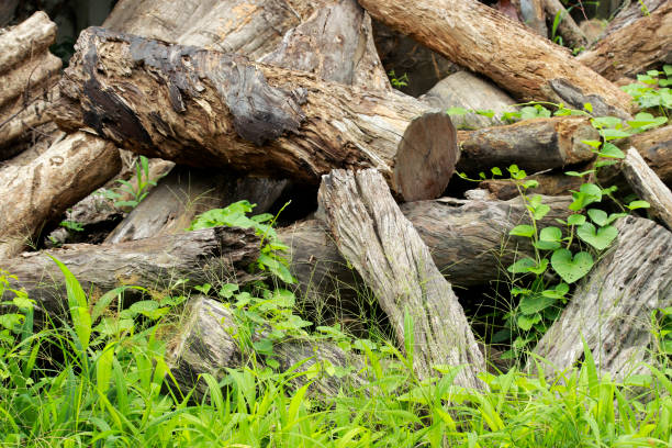 istock beautiful background made of branches and woods 1406651032