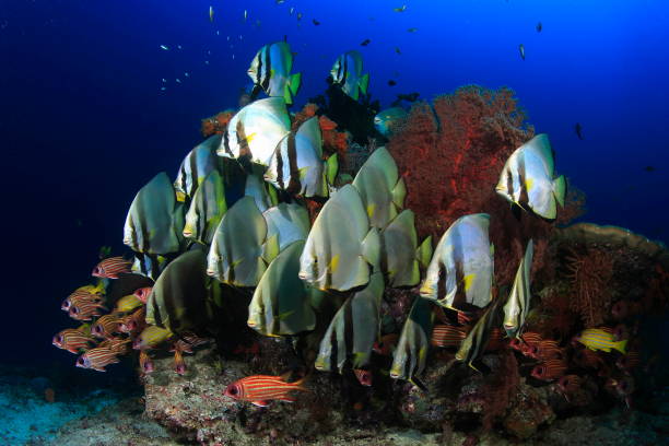 istock Group of Pinnate batfish  and Snappers around a Boulder 1406651126