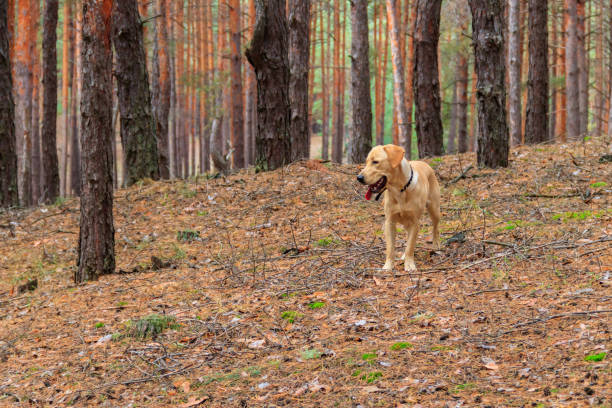istock Labrador retriever walking in the pine forest at autumn 1406651662