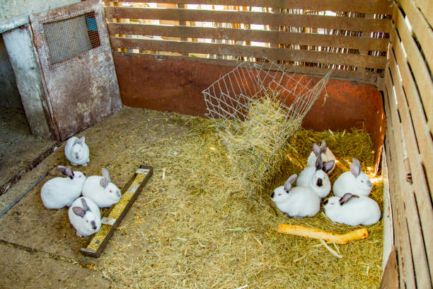 istock Rabbits in rabbit-hutch on animal farm 1406652669