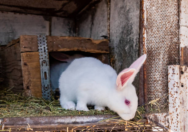 istock Rabbits in green grass at livestock farm 1406652877