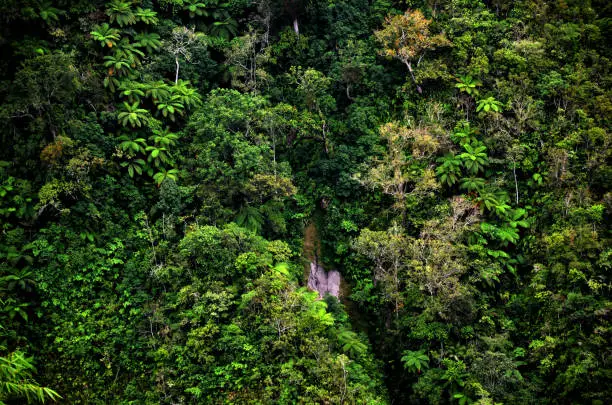 Heterogenous trees seen in a green and dark tropical forest growing in a cliff.