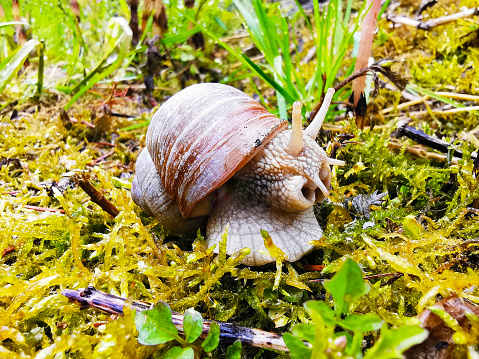 Roman_Snail (Helix pomatia, Weinbergschnecke) in the forest