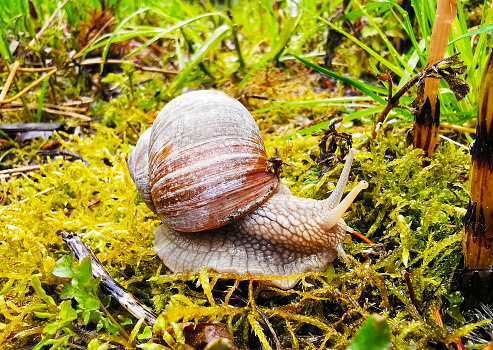 Roman_Snail (Helix pomatia, Weinbergschnecke) in the forest