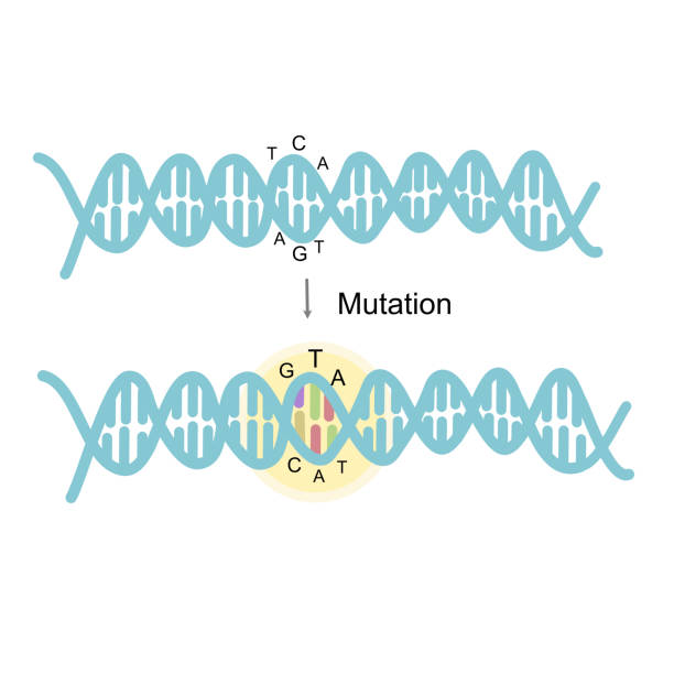 illustrations, cliparts, dessins animés et icônes de l’image focale du site de mutation sur le double support adn - mutation génétique