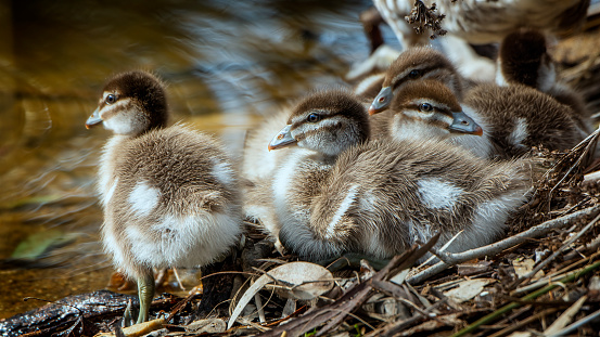 Group of Wood Ducklings