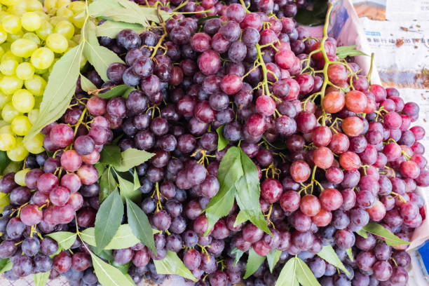 istock Freshly harvested bunch of grapes 1406655182