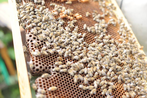 istock Working honey bees swarm on the beehive frame during hive inspection by a beekeeper or an apiarist at the apiary in summer 1406656369