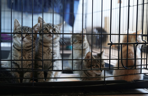 Animal Shelter Orphaned animals. Kittens
