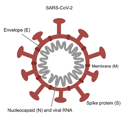 Nucleocapside The Structure Of Covid19 Or Sarscov2 Envelope Protein Stock ...