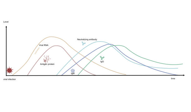 A Diagram represents the correlation of the biomarker level ( RNA, Antigen protein,Neutralizing antibody,IgM and IgG) and response time after viral infection that useful for research or diagnosis A Diagram represents the correlation of the biomarker level ( RNA, Antigen protein,Neutralizing antibody,IgM and IgG) and response time after viral infection that useful for research or diagnosis correlation stock illustrations