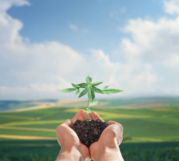 coltivazione della cannabis - new life plant image saturated color foto e immagini stock