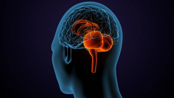 ilustración 3d de la anatomía de las partes internas del cerebro humano - cerebelo fotografías e imágenes de stock