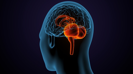 The human brain is the central organ of the human nervous system, and with the spinal cord makes up the central nervous system. The brain consists of the cerebrum, the brainstem and the cerebellum. It controls most of the activities of the body, processing, integrating, and coordinating the information it receives from the sense organs, and making decisions as to the instructions sent to the rest of the body. The brain is contained in, and protected by, the skull bones of the head.