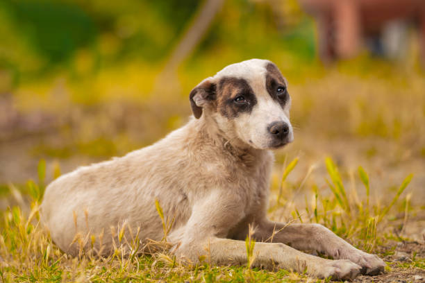 Sad and unhappy dog abandoned and left on the street