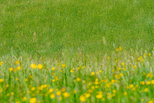 Daisy flowers in a springtime meadow at the end of a beautiful spring day at the iJsseldeijk near Zwolle.