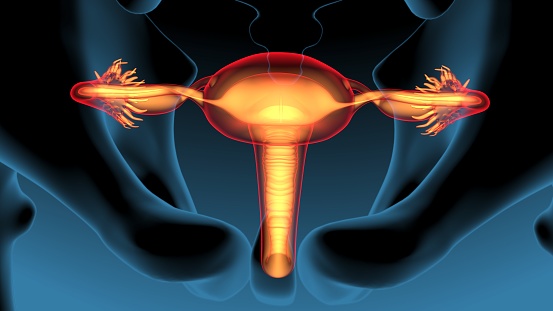 The female reproductive system is made up of the internal and external sex organs that function in reproduction of new offspring. In humans, the female reproductive system is immature at birth and develops to maturity at puberty to be able to produce gametes, and to carry a foetus to full term.