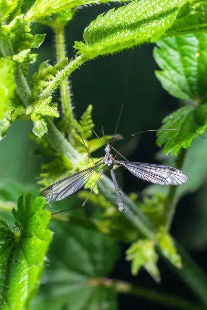 A female mosquito nephrotoma with long legs hid under a leaf of grass.