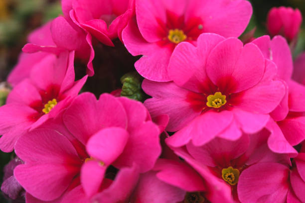 primevère, primula sieboldii - primrose photos et images de collection